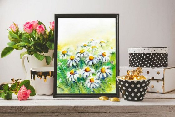 Daisies in the fields