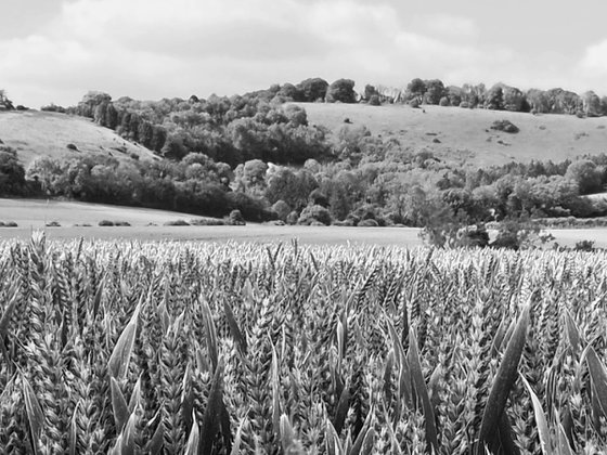 Wheatfield in the South Downs