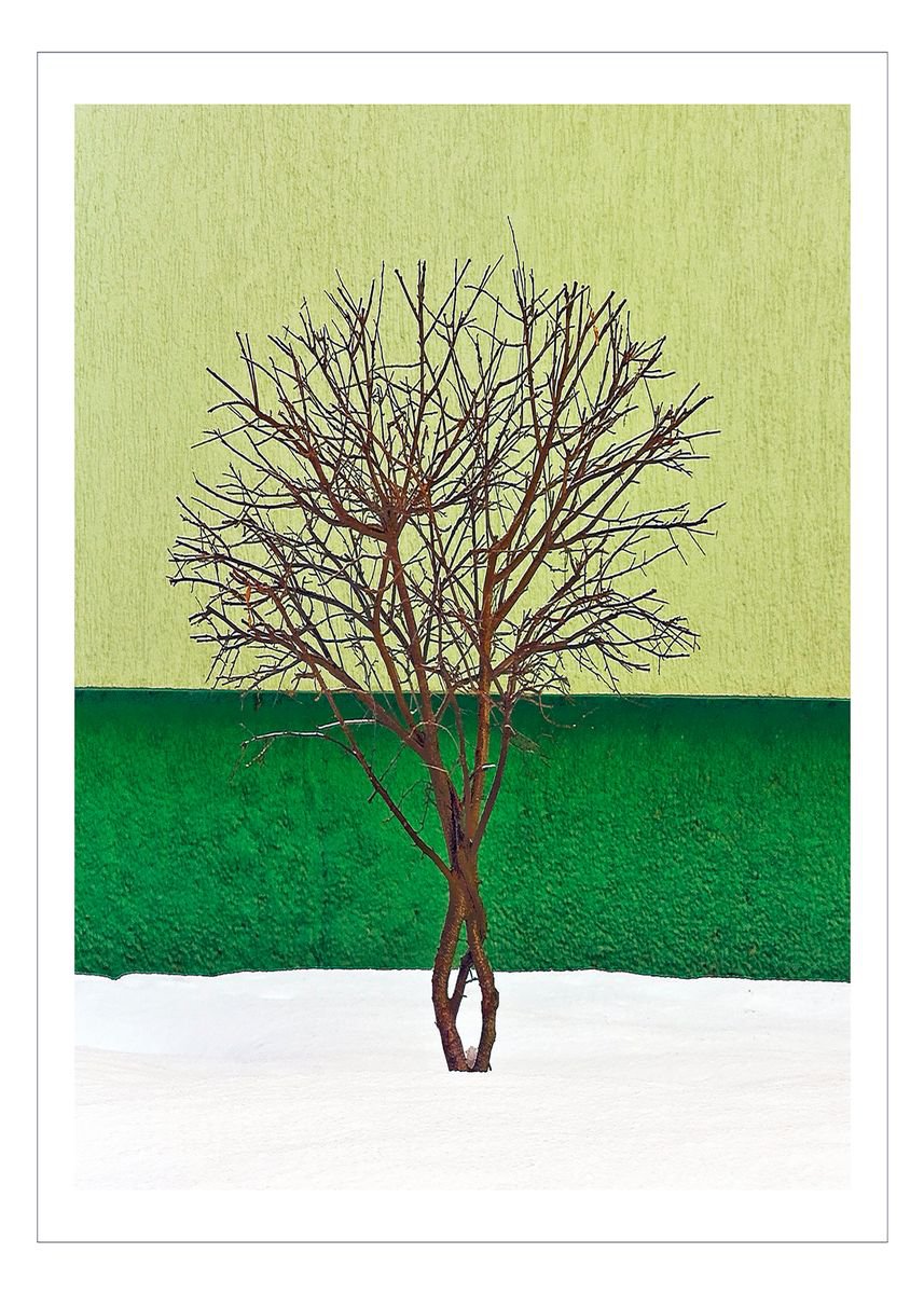 Botanical Photograph By Beata Podwysocka, 16 X 22, Ballerina, Original Artwork