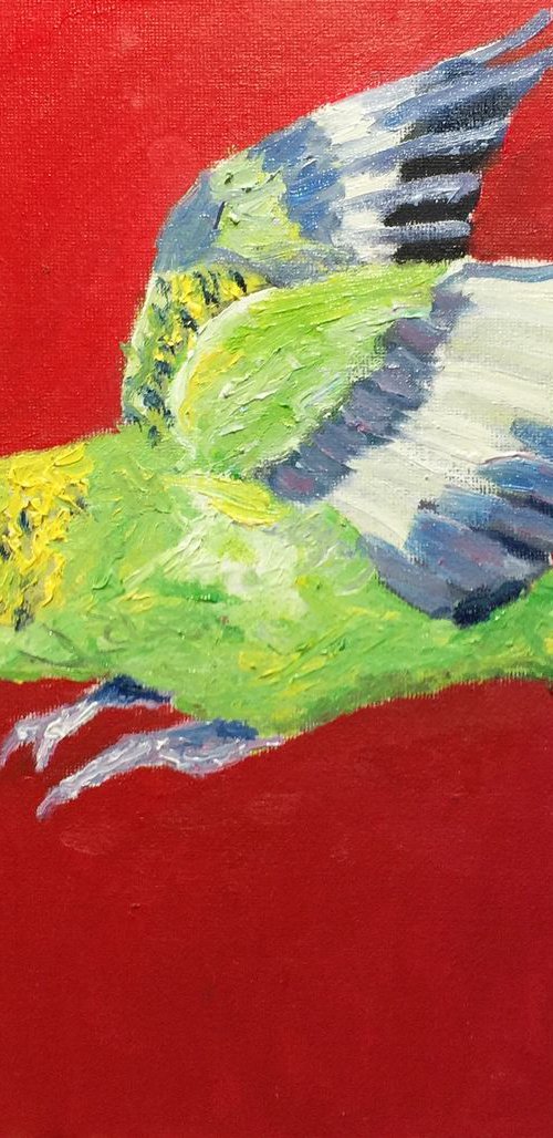 Budgie by Ryan Louder