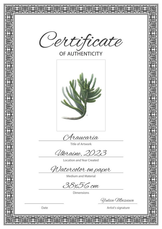 Araucaria