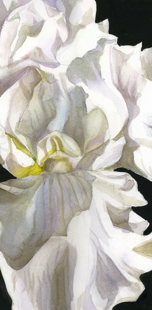 iris in white by Alfred Ng