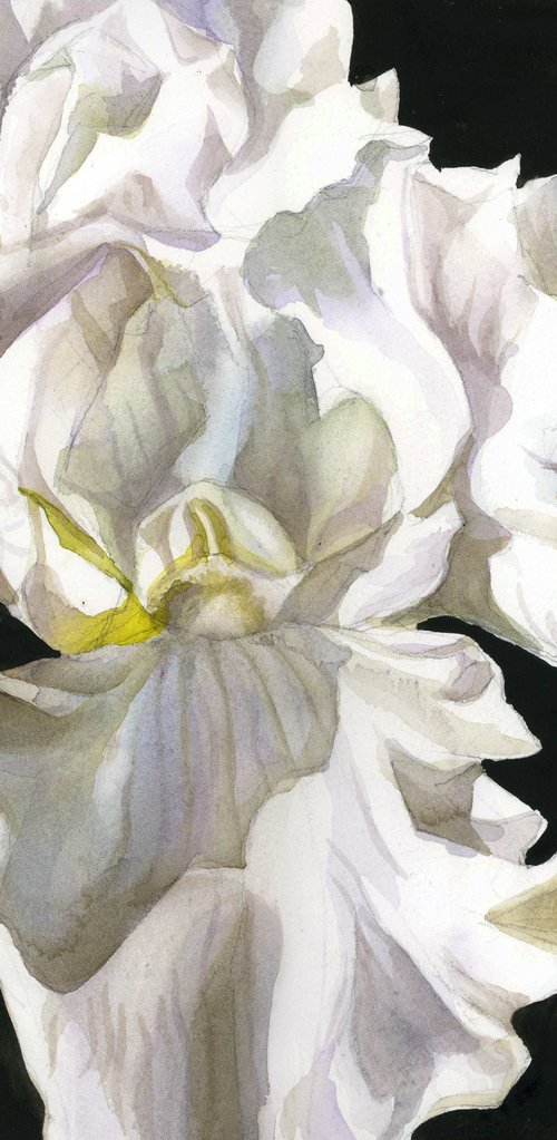 iris in white by Alfred  Ng