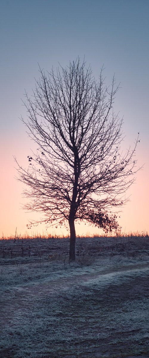 Frosty morning by Vlad Durniev