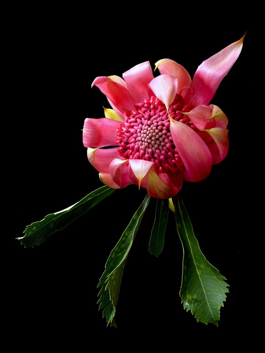 Botanical Photograph By Nadia Culph, 24 X 31", Pink Waratah - Shady Lady, Original Artwork