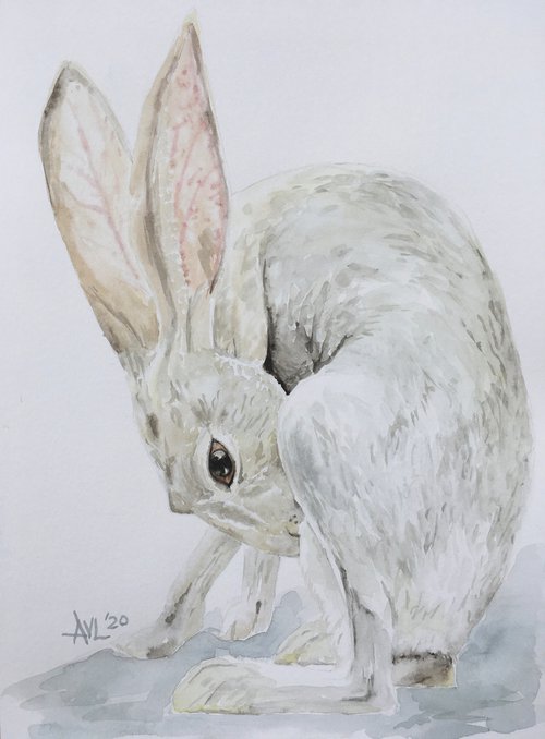 Hare by Abigail Long