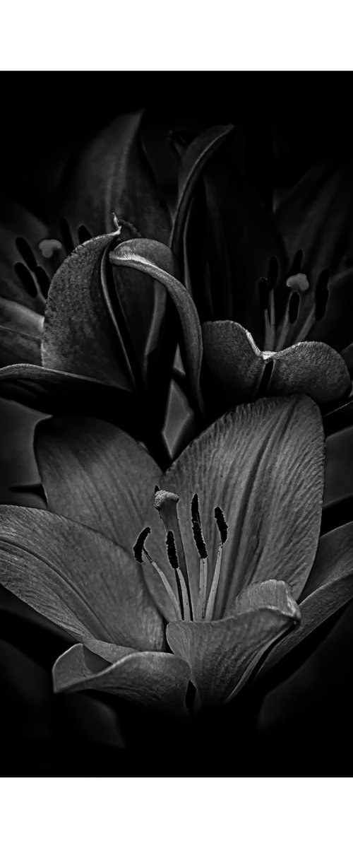 Lily Blooms Number 11 - 12x12 inch Fine Art Photography Limited Edition #1/25 by Graham Briggs