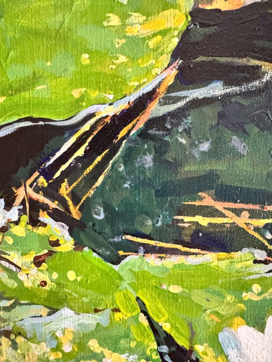 Waterlilies