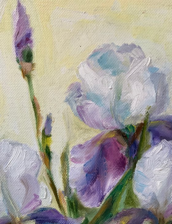 DELICATE IRISES