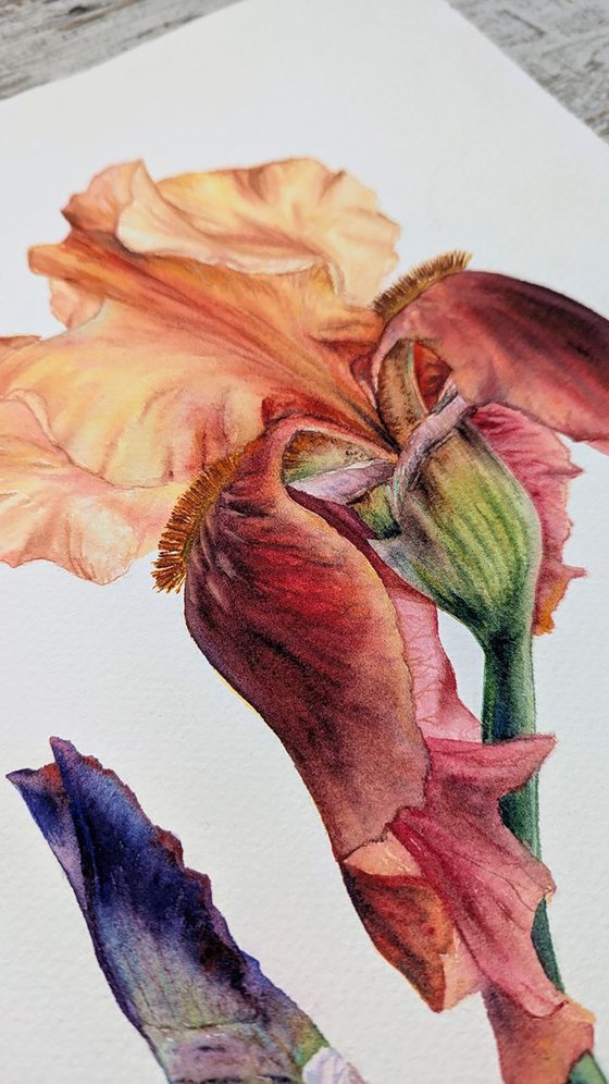 The Conversation of Buds