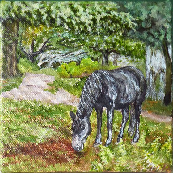 New Forest Pony, Bolderwood
