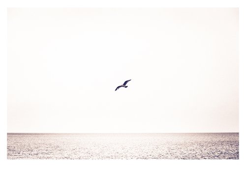 In Flight, Skerries by Douglas Kurn