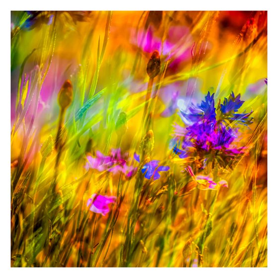 Summer Meadows #10. Limited Edition 1/25 12x12 inch Abstract Photographic Print.