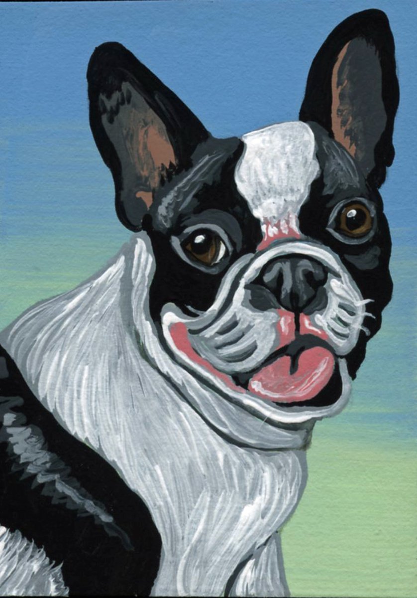 ACEO ATC Original Miniature Painting Pied French Bulldog Pet Dog Art-Carla Smale by carla smale