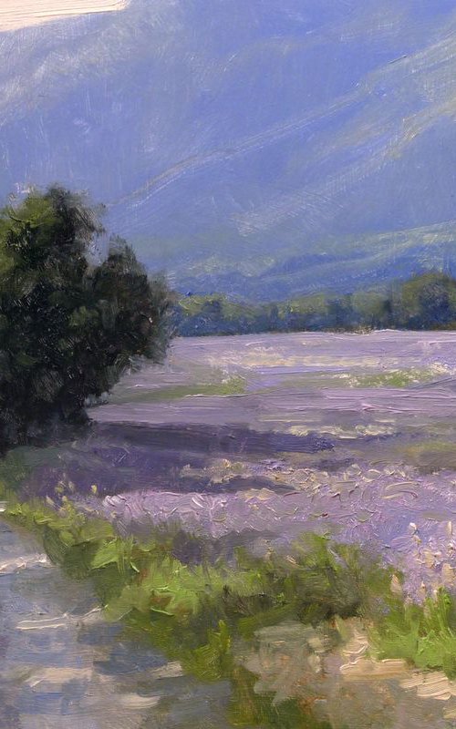 Lavender Field ner Dieulefit by Pascal Giroud