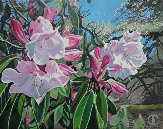 Sunlight And Rhododendrons