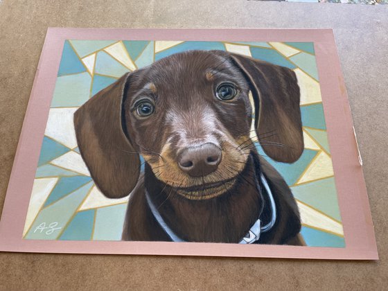 Dachshund