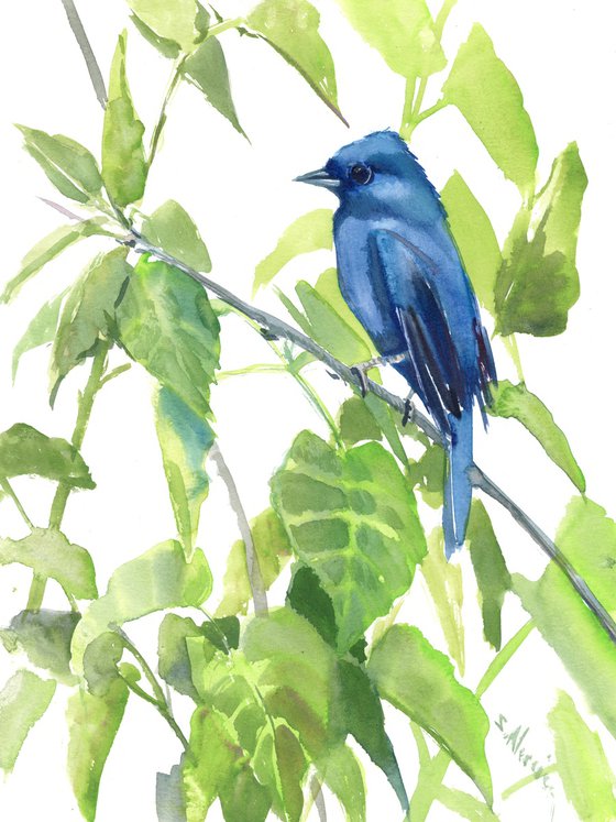 Indigo Bunting