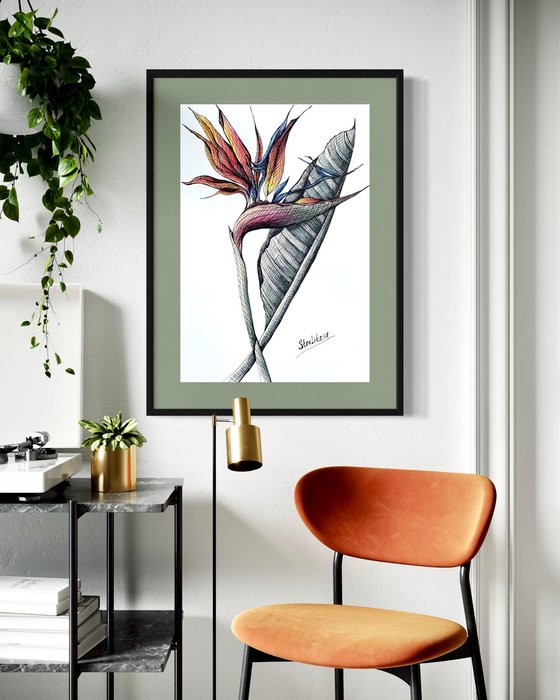 ORANGE STRELITZIA DRAWING
