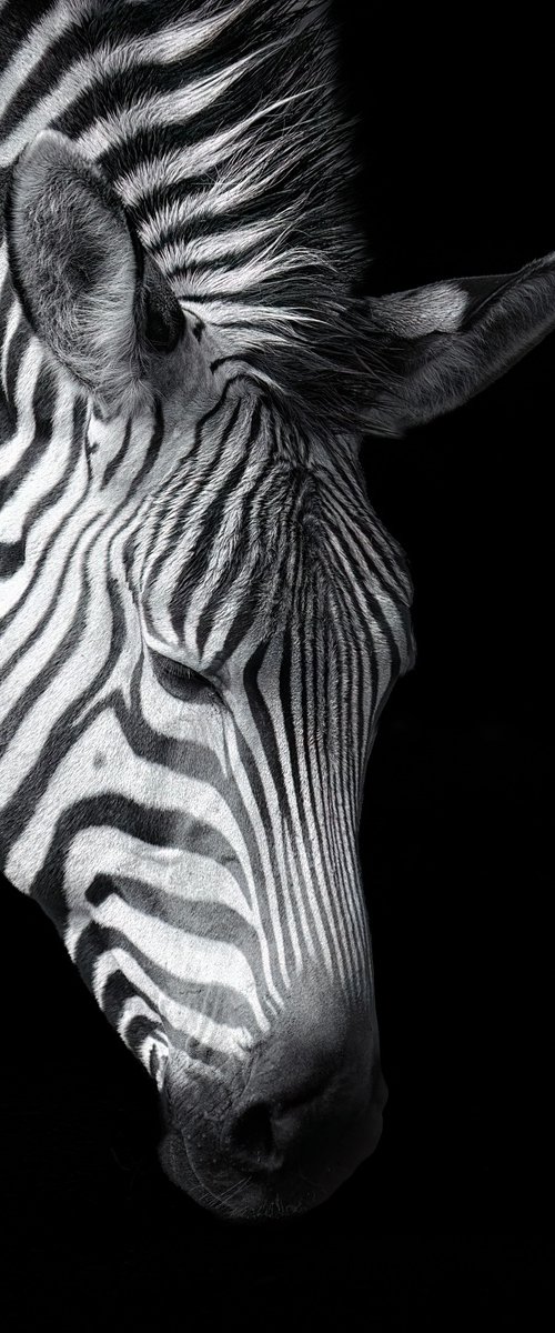 Zebra portrait by Paul Nash