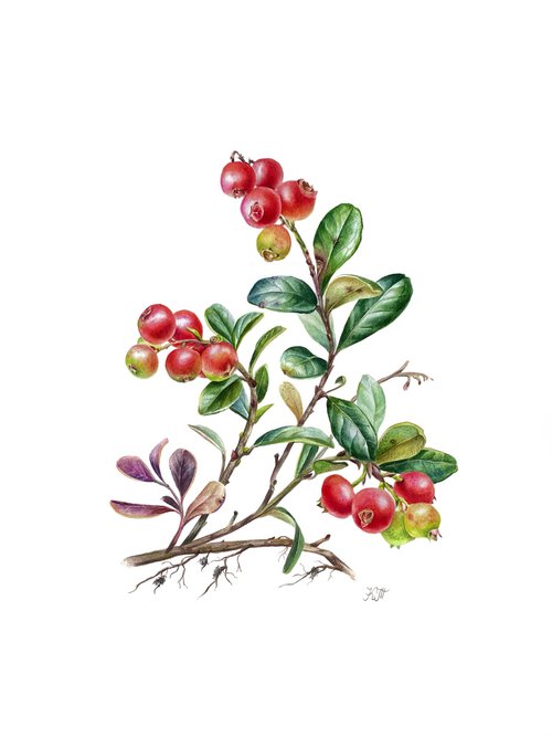 Cowberry (vaccinium vitis-idaea) botanical illustration by Ksenia Tikhomirova