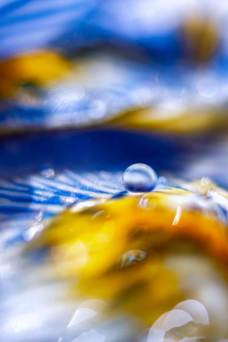 Organic Abstract Photograph By Inna Etuvgi, 17 X 25, Iris Dreamscapes, Original Artwork