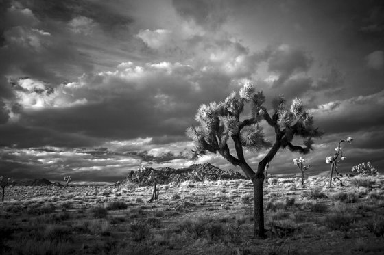 Sunset Joshua Tree