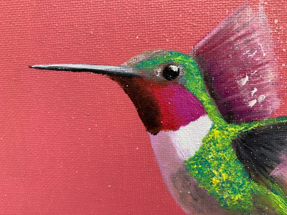 Anna's Hummingbird