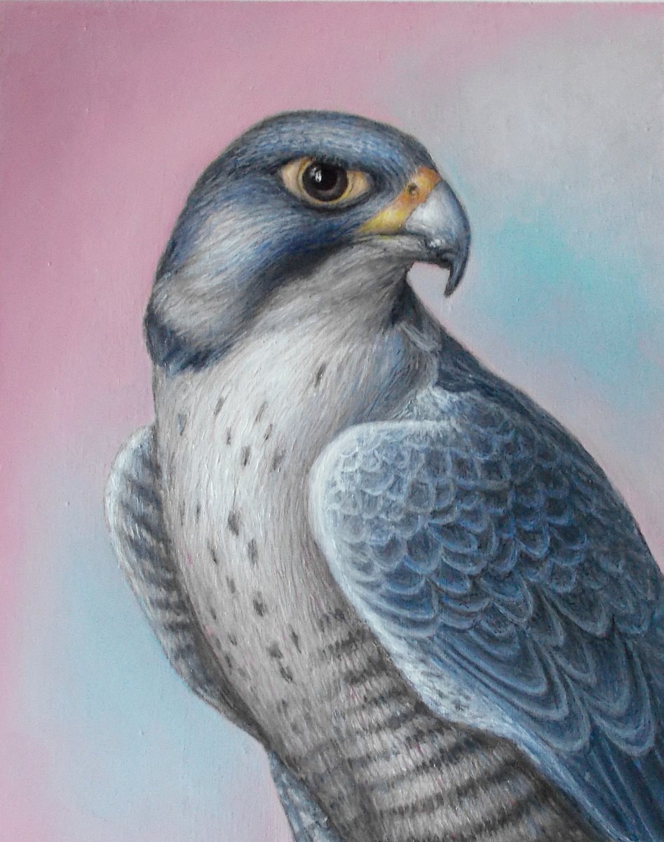 Falcon by Tatyana Mironova