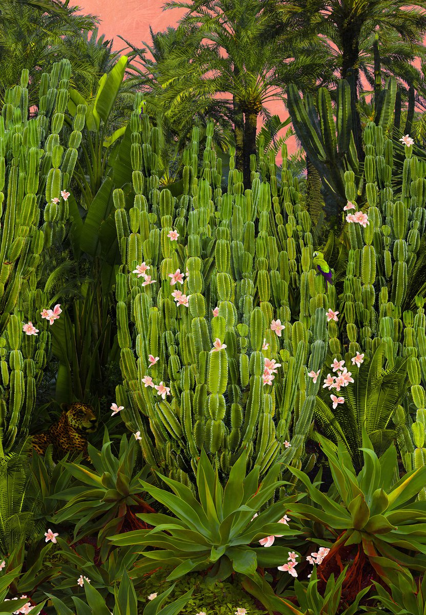 Surrealistic Botanical Photograph By Nadia Attura, 20 X 28", Cactus Song, Original Artwork