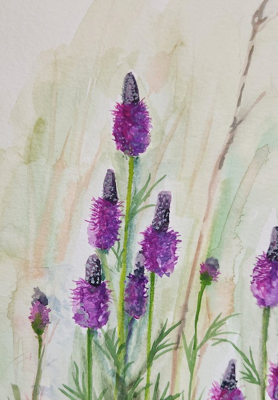 Purple Prairie Clover