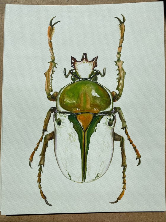 Rhamphorrhina bertolonii Lucas, beetle in the sun's rays in bright yellow green colour