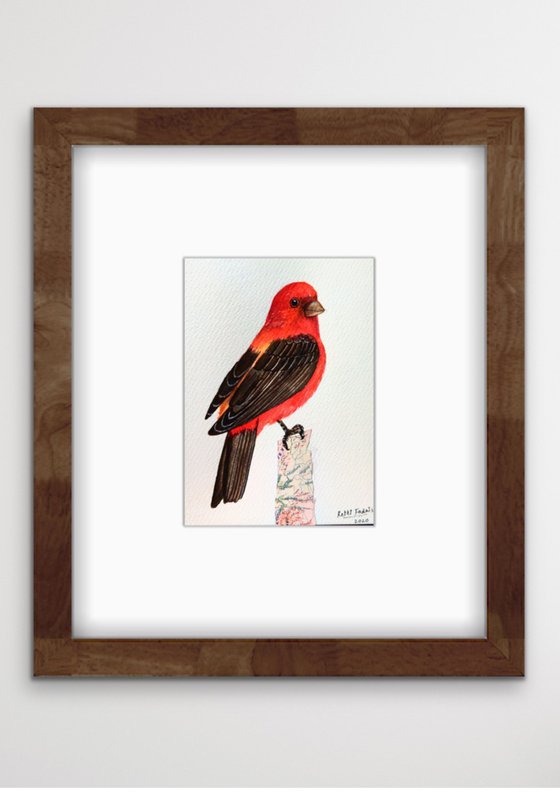 Scarlet Tanager