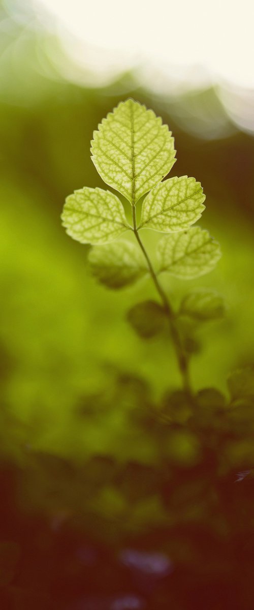Out of the green by Tal Paz-Fridman
