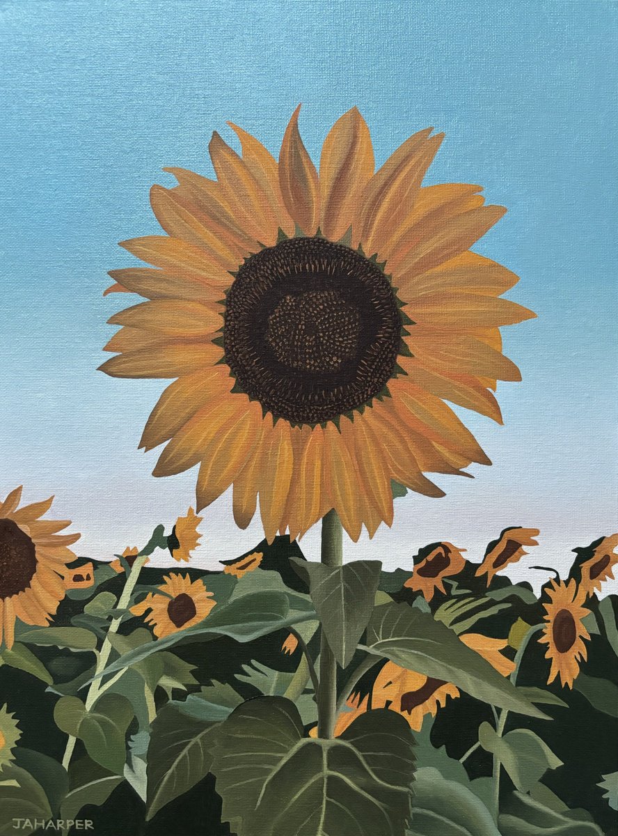 Photorealistic Botanical Oil Painting By Jill Ann Harper, 13 X 17, Sunflower, Original Artwork
