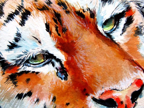 Resting tiger