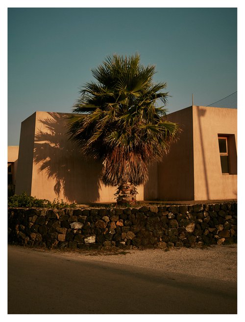 Palm at sunset by Arnaldo Abba Legnazzi