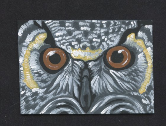 Owl Bird