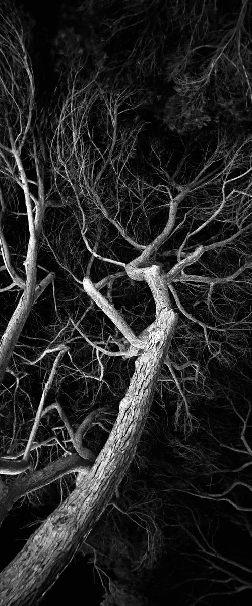 ABC#199 thought pine cage by Mattia Paoli