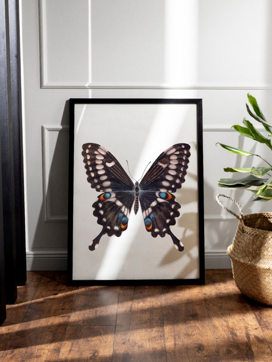 Papilio ophidicephalus (dorsal view)