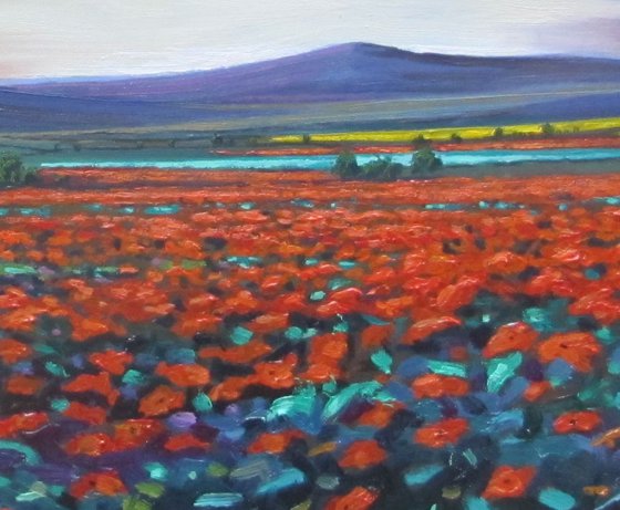 Sunset Poppy field.
