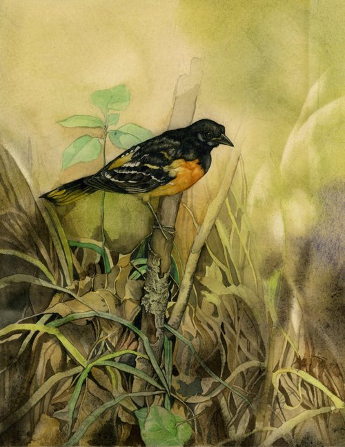 Baltimore oriole by Alfred  Ng