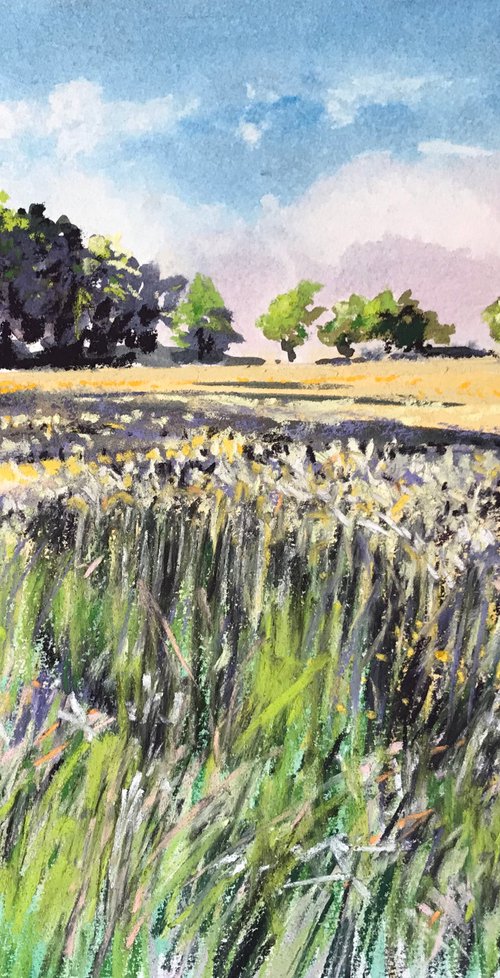 Barley Field, Dordogne by Andrew Moodie