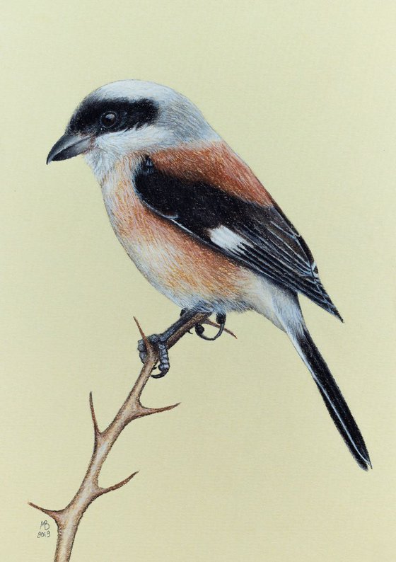 Original pastel drawing "Bay-backed shrike"