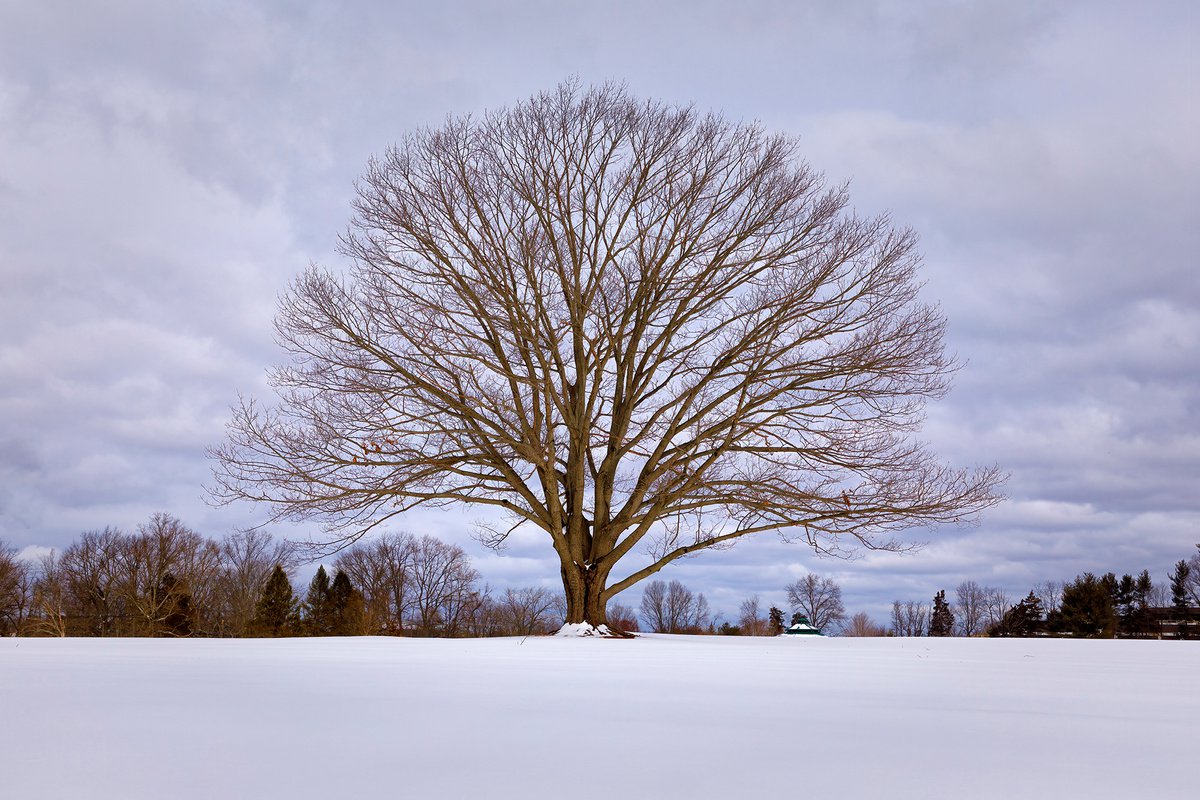 Lone Tree in Winter by David DesRochers