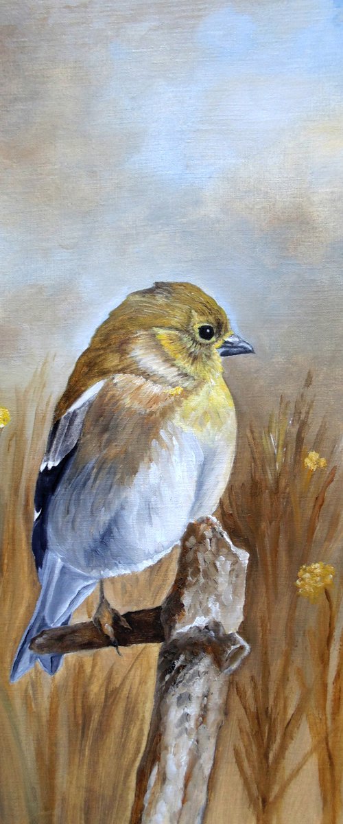 American Goldfinch In The Fall by Angeles M. Pomata