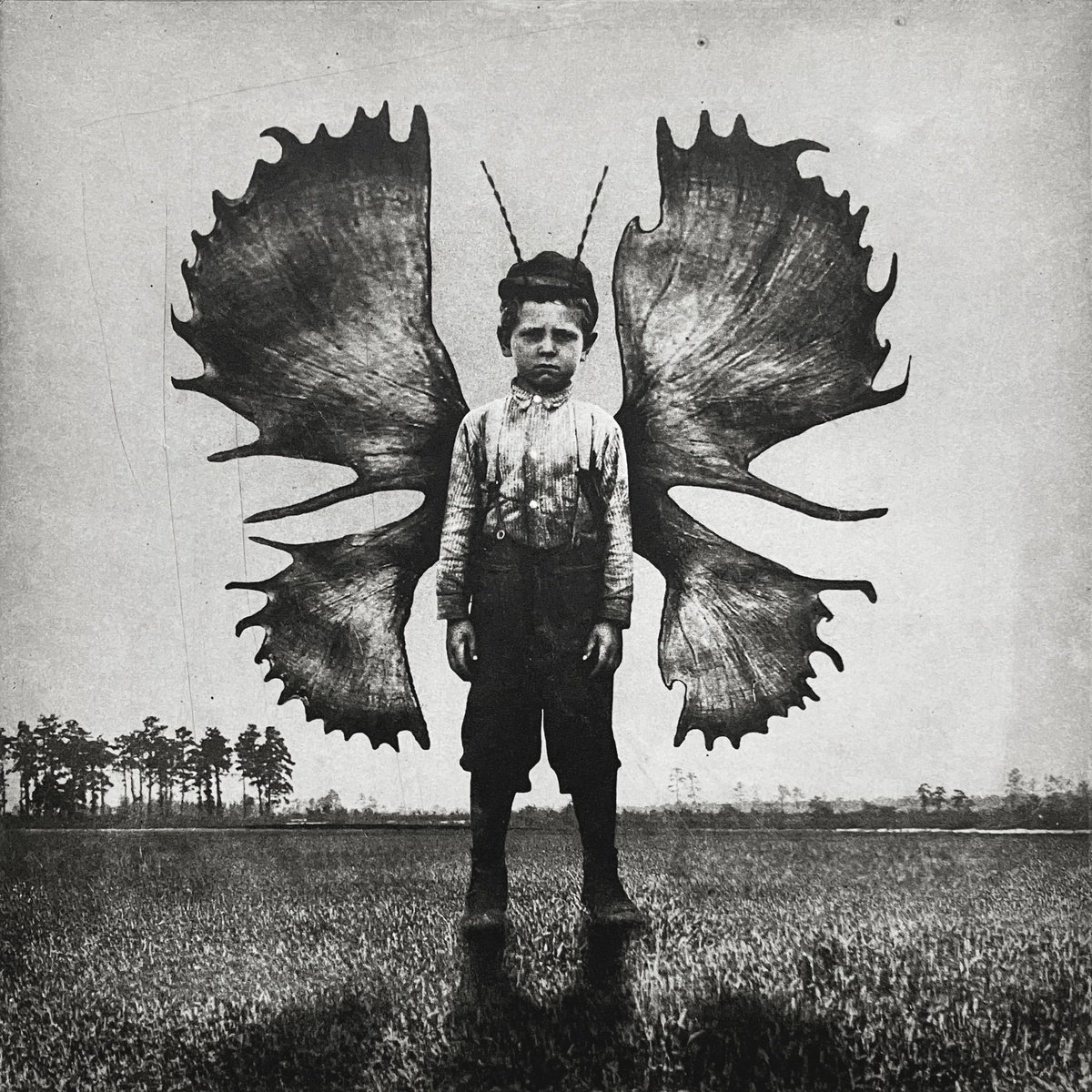 Surrealistic Portrait Etchings & Engravings By Jaco Putker, 10 X 13, Moose Winged, Original Artwork