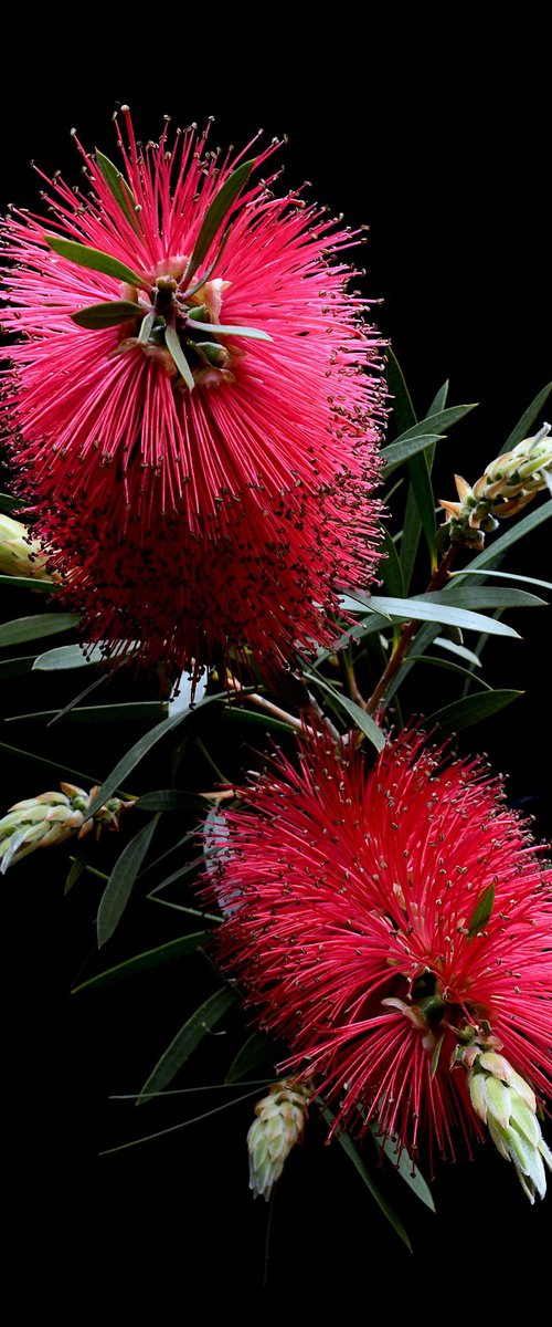 Red Bottlebrush by Nadia Culph