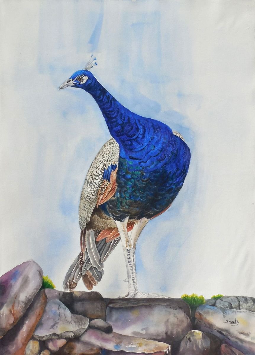 Peacock perched on rock by Shweta Mahajan