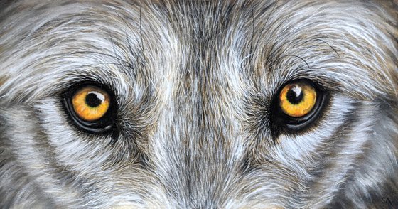 WOLFS STARE (Original Painting)